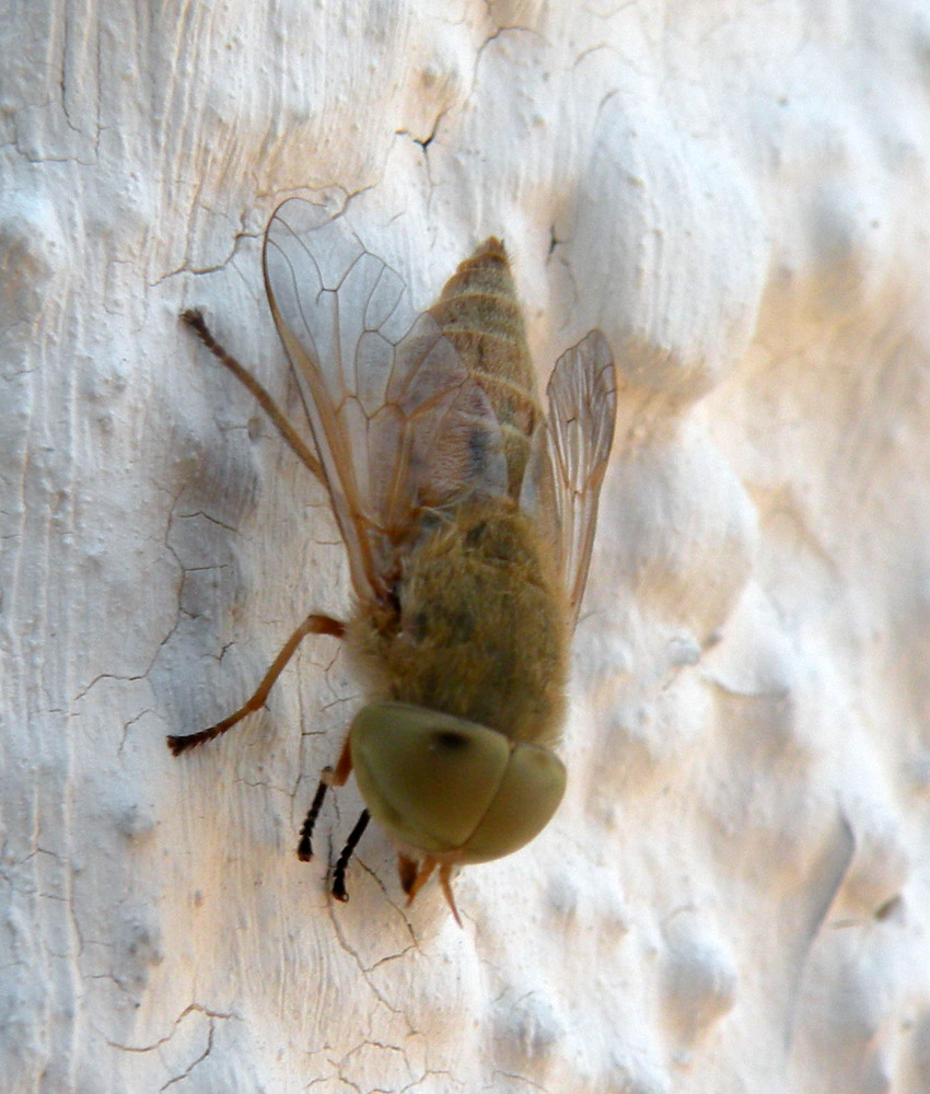 Tabanidae turco